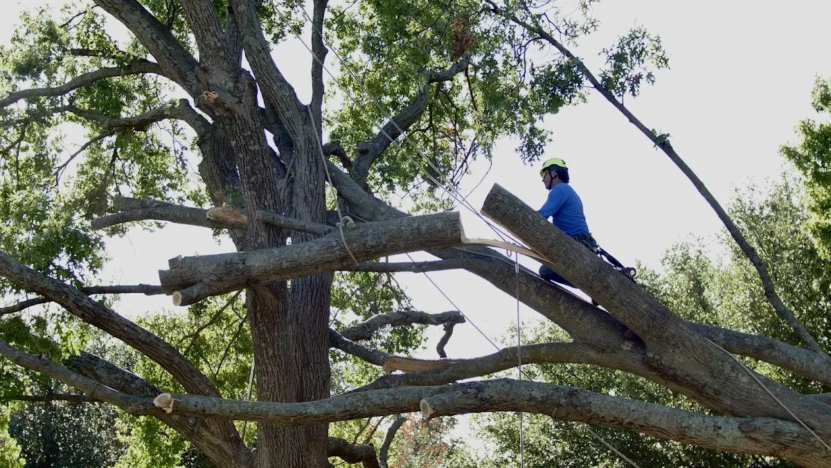 Professional Hazardous Tree Removal performed by certified arborists in Herrick