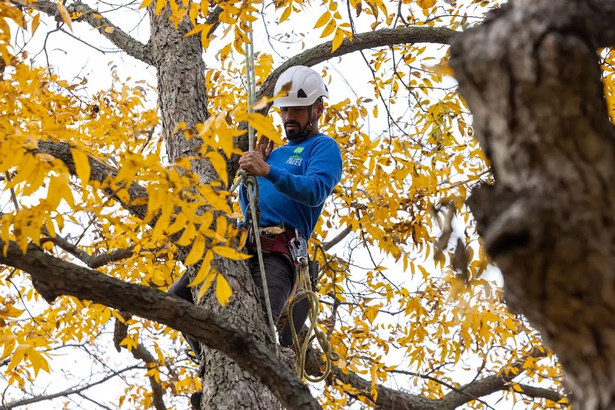 Skilled Tree Transplanting crew working in Herrick